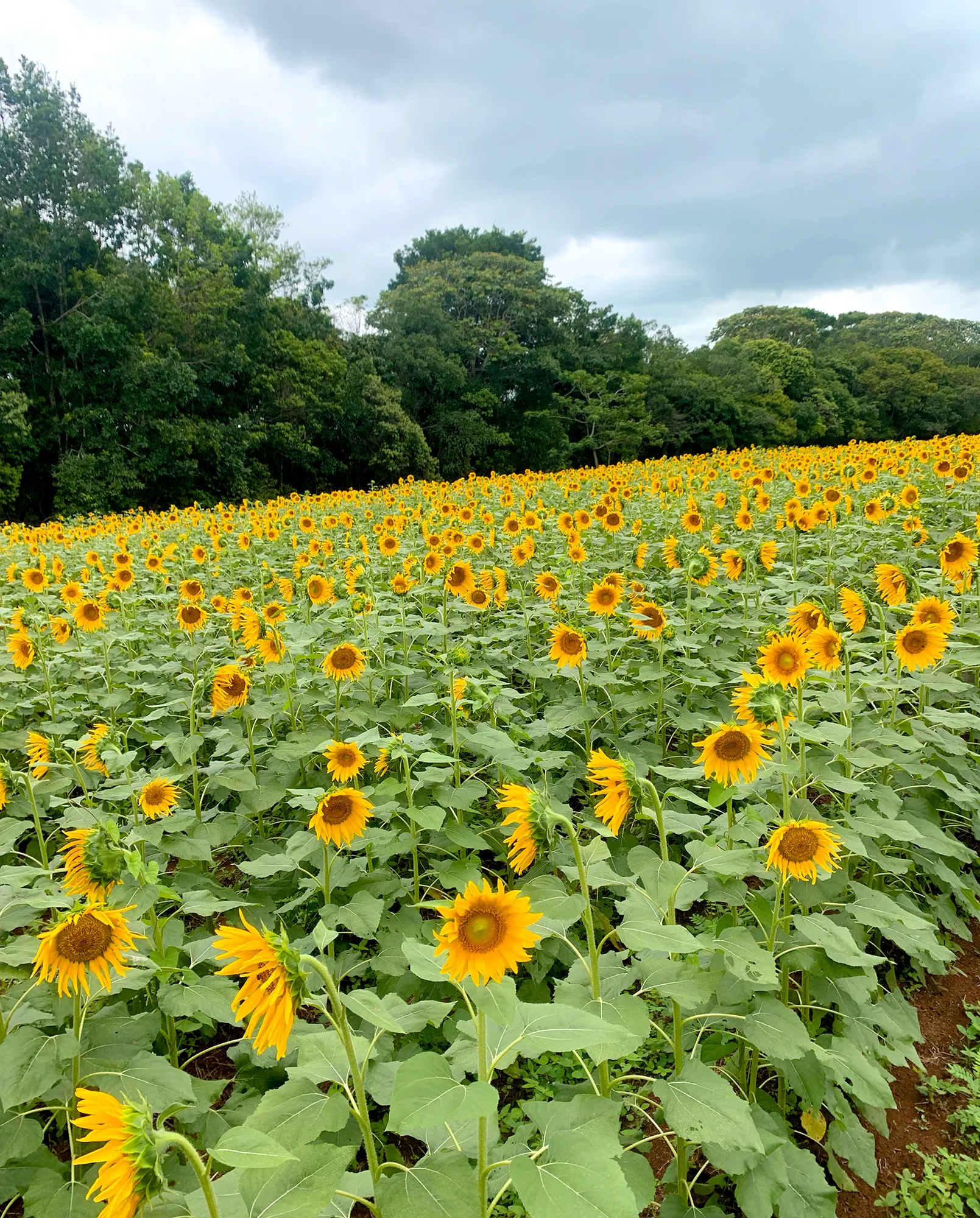 Campo de Girasoles Atractivo Turístico San Martin Meta